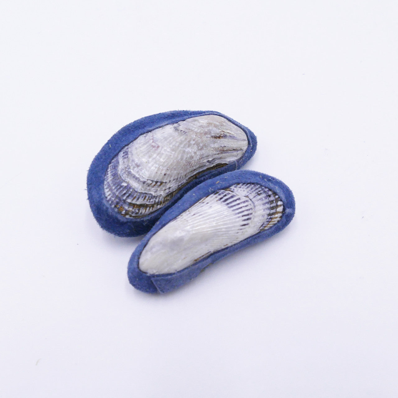 Mussel Rattle