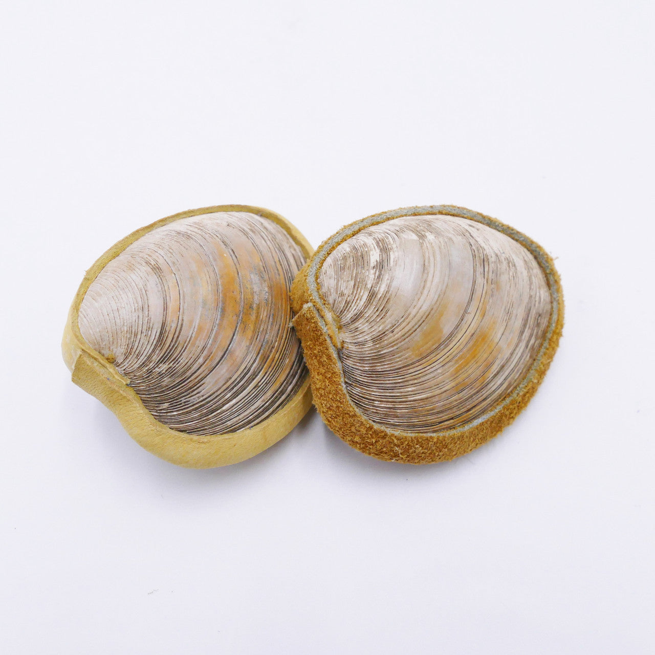 3" Shell Rattles