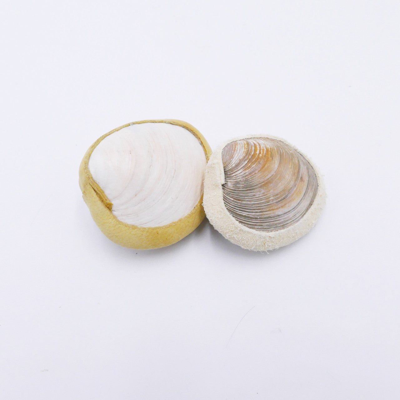2" Shell Rattle