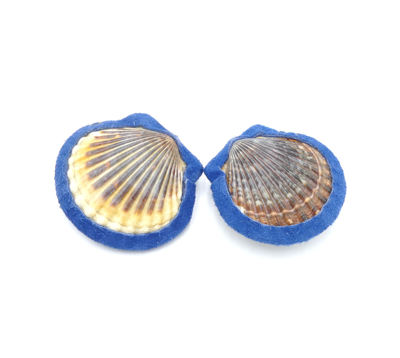 Scallop