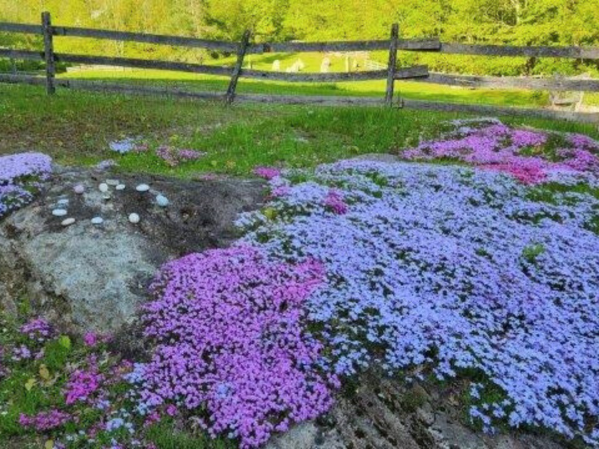 The Sacred Feminine: Restoring Balance, Wisdom, and Wholeness