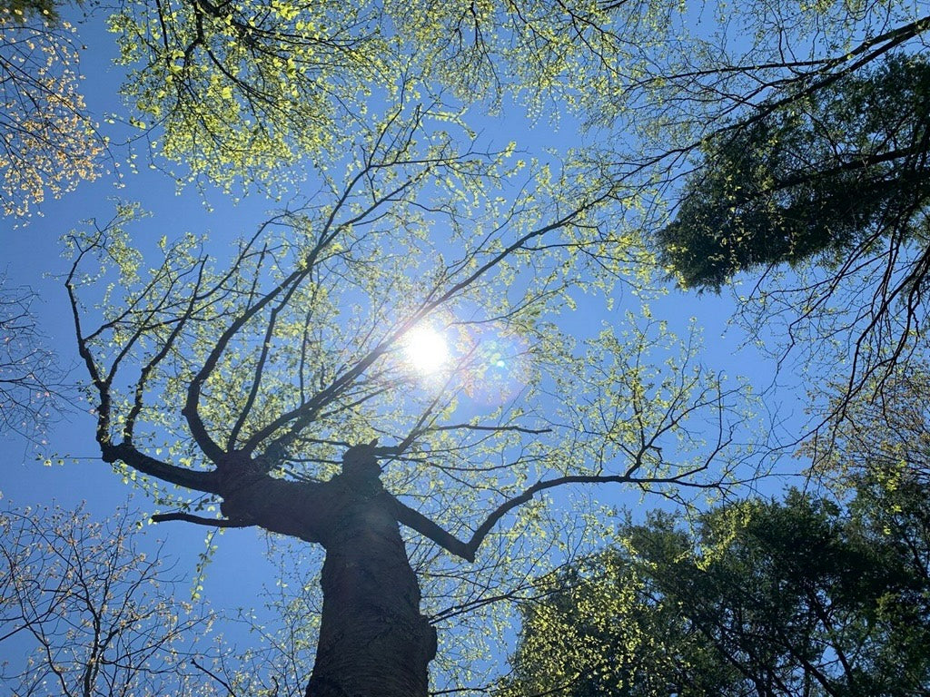 The Meaning of Healing In Sound Healing