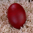 Egg of Creation - Women's Mysteries Rattle - Red, painted Emu Egg, our Womb Rattle.
